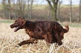 SETTER IRLANDAIS 465